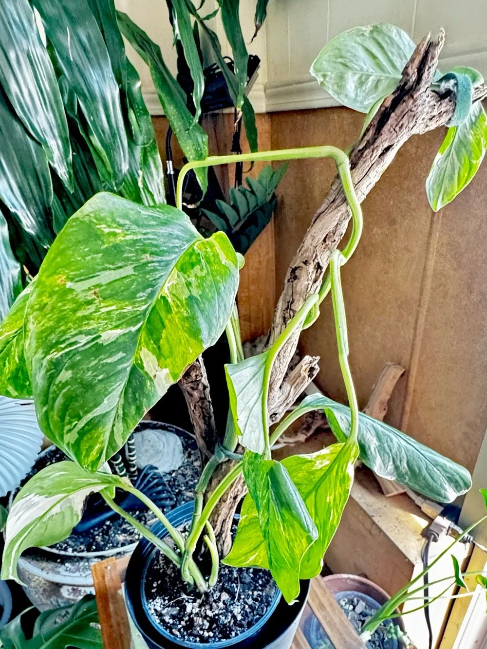 Monstera lechleriana
